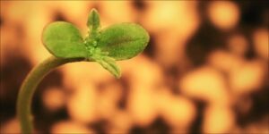 Auto-Flowering Cannabis Seeds Indoors
