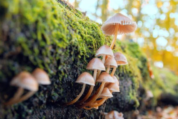 Research Is Influencing Public Conversations About Fungi
