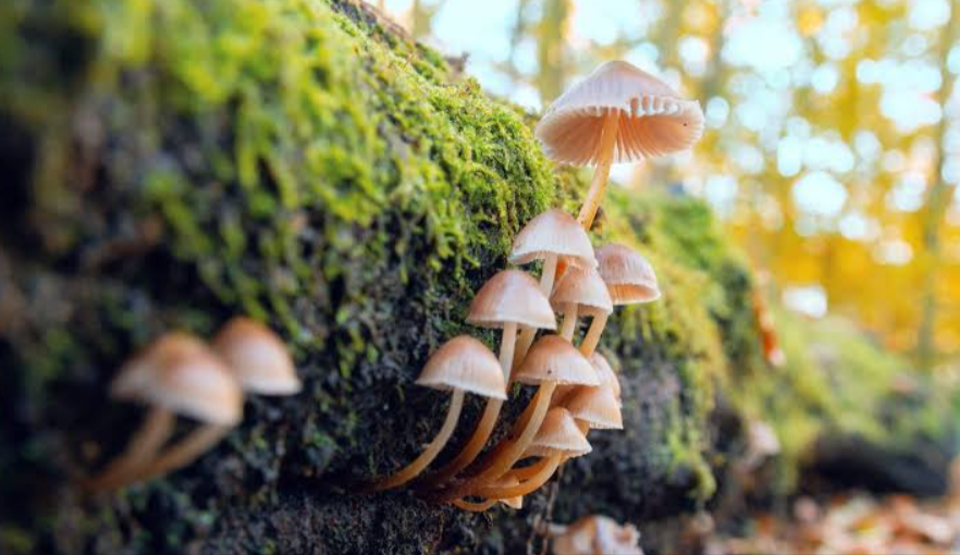 Research Is Influencing Public Conversations About Fungi